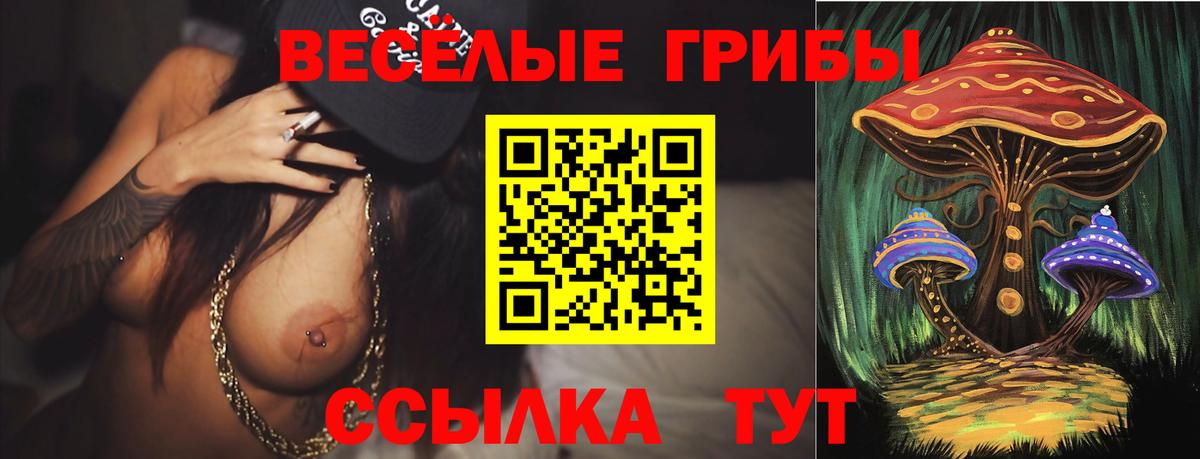 Псилоцибиновые грибы Psilocybe Бийск